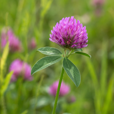 Red Clover Flower